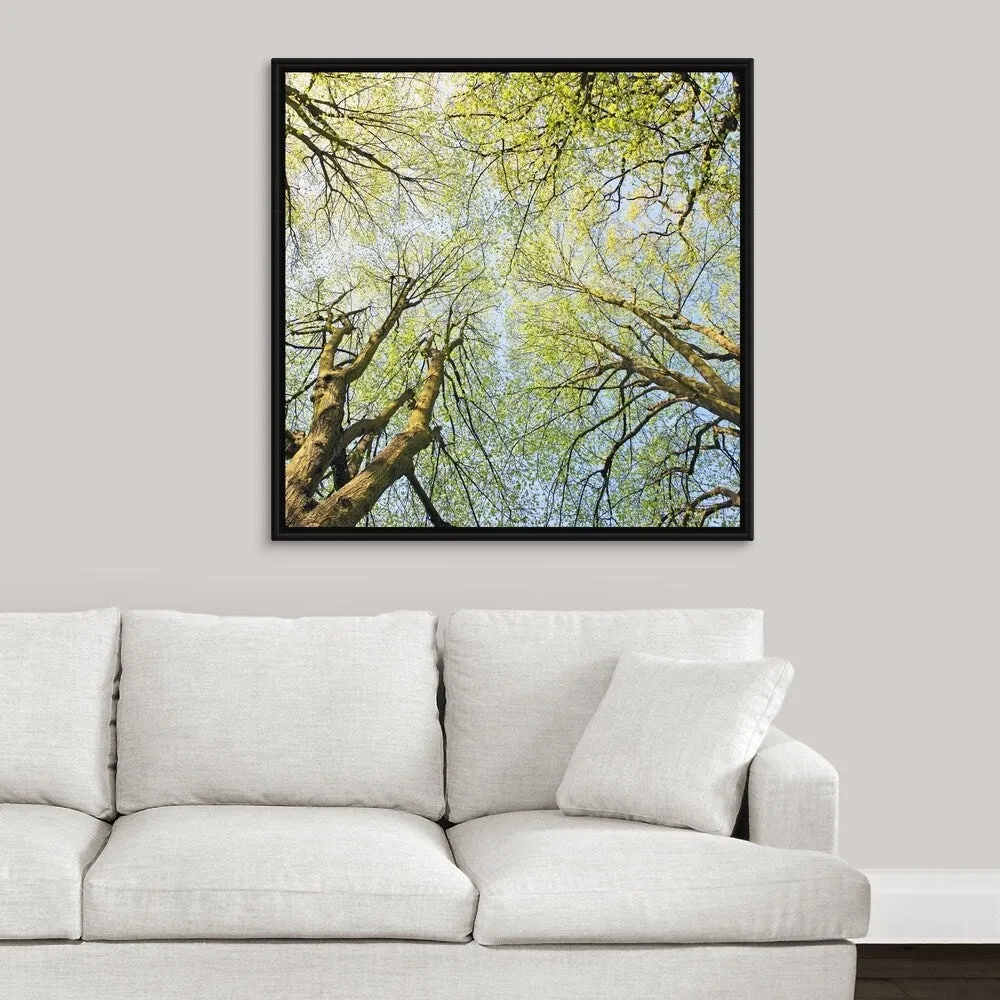 "Looking up at tree tops in woodland." Black Float Frame Canvas Art - Multi