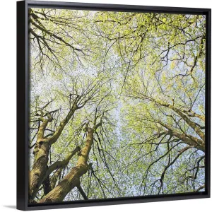"Looking up at tree tops in woodland." Black Float Frame Canvas Art - Multi