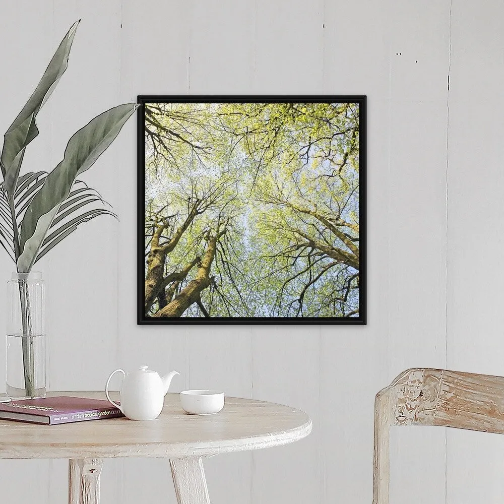 "Looking up at tree tops in woodland." Black Float Frame Canvas Art - Multi