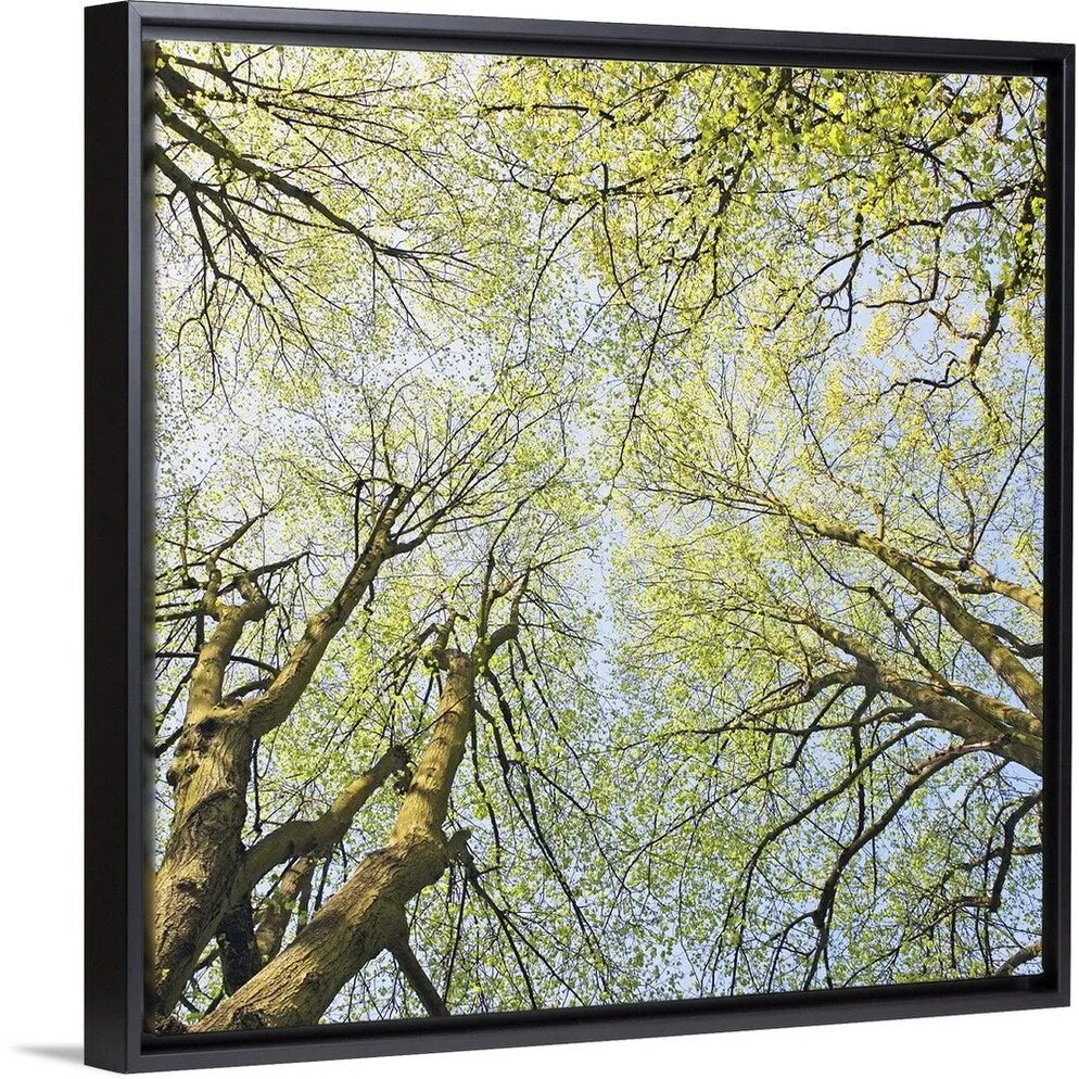 "Looking up at tree tops in woodland." Black Float Frame Canvas Art - Multi