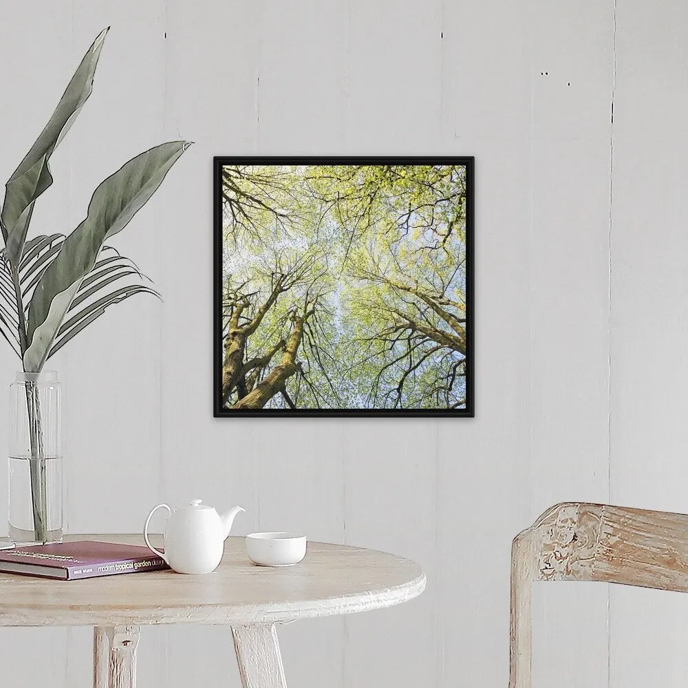 "Looking up at tree tops in woodland." Black Float Frame Canvas Art - Multi