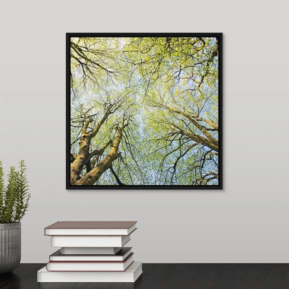 "Looking up at tree tops in woodland." Black Float Frame Canvas Art - Multi