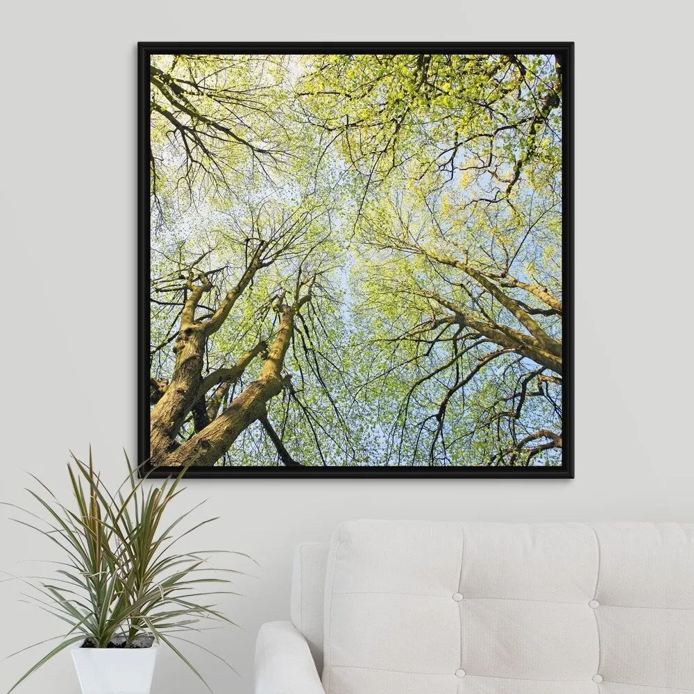 "Looking up at tree tops in woodland." Black Float Frame Canvas Art - Multi